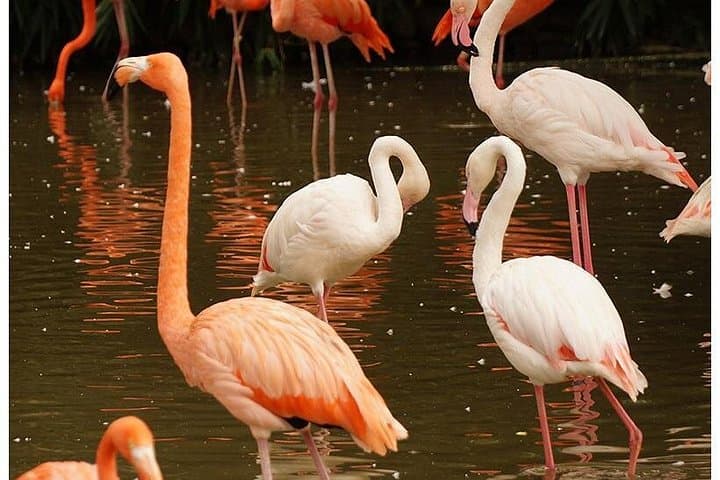 7-Day Budget Safari: Maasai Mara, Nakuru, Naivasha & Amboseli photo 4