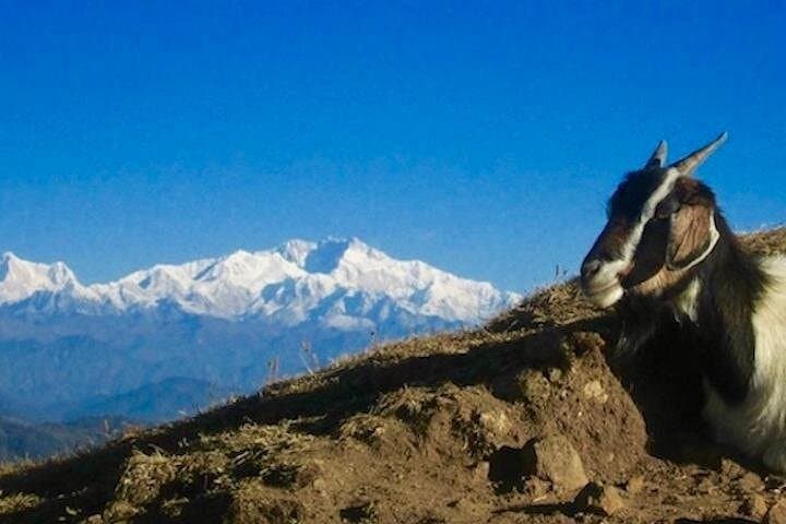 Darjeeling Tonglu Day Trek: Kanchenjunga Vistas & Village Walk photo 3