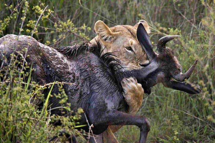 7-Day Kenya & Tanzania Safari — Maasai Mara to Serengeti and Ngorongoro