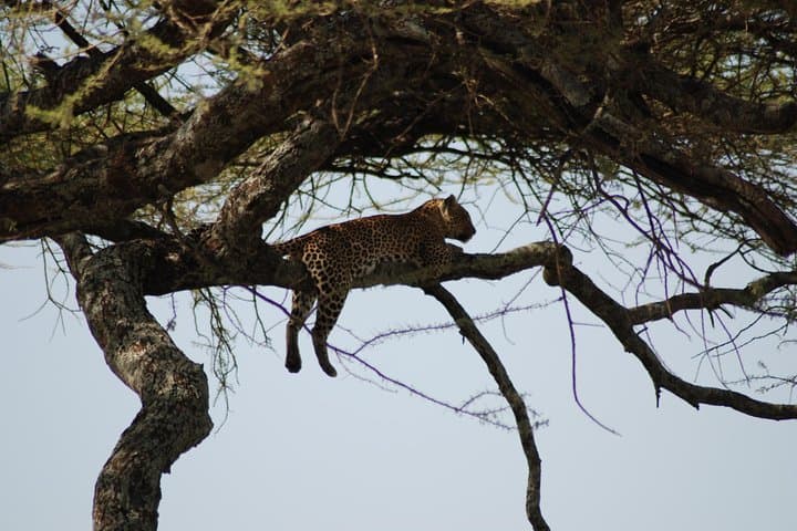 5-Day Tanzania Safari: Mwanza to Arusha via Serengeti and Ngorongoro
