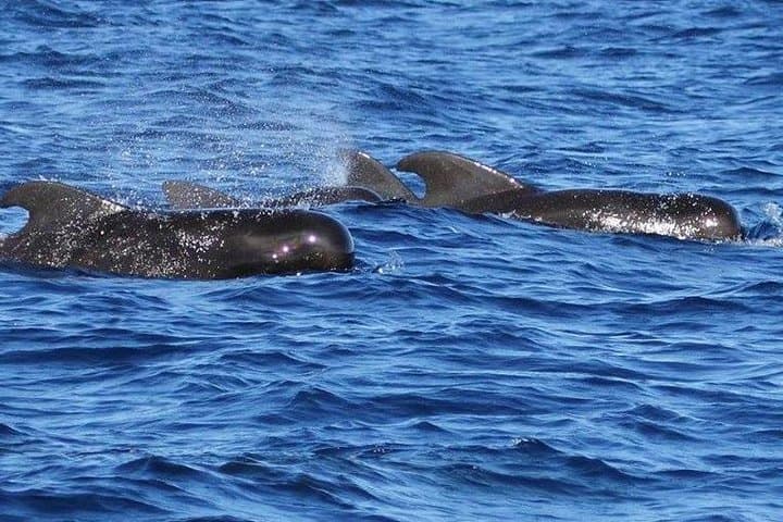 Whale and Dolphin Watching Cruise in St Lucia — West Coast Marine Safari photo 3