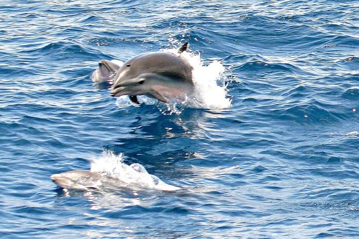 Whale and Dolphin Watching Cruise in St Lucia — West Coast Marine Safari photo 4