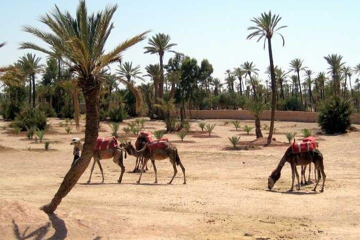 Camel Ride Through Marrakesh Palmeraie: Dromedary Adventure and Berber Tea photo 3