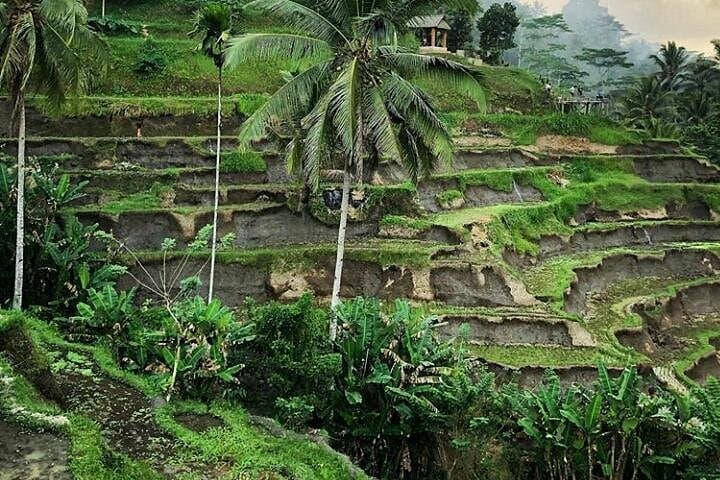 Private Ubud Cultural Tour: Barong Dance, Monkey Forest, Coffee & Tegalalang Rice Terraces photo 3