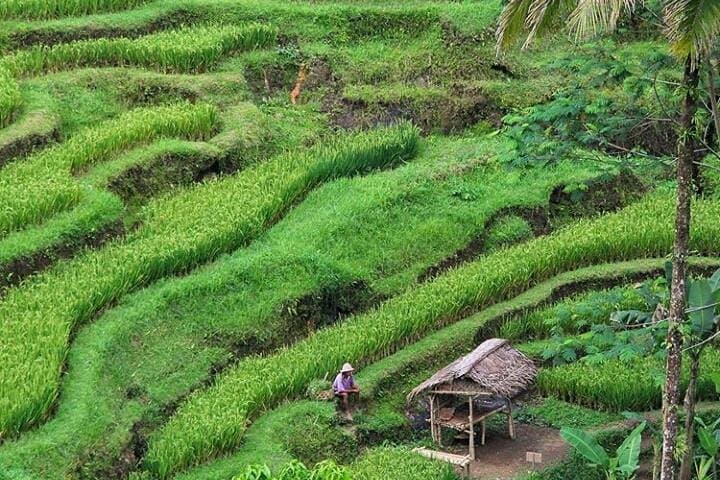Full-Day Ubud Private Tour: Monkey Forest, Tegalalang & Tirta Empul Guide photo 2