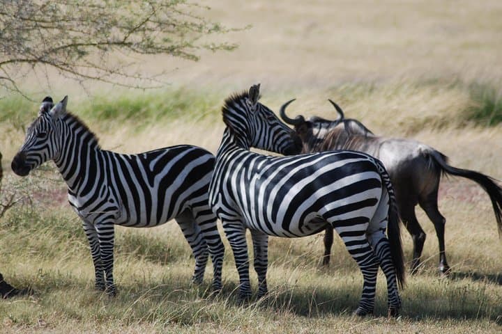 5-Day Tanzania Safari: Mwanza to Arusha via Serengeti and Ngorongoro photo 2