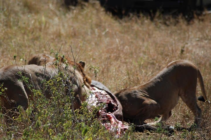 5-Day Tanzania Safari: Mwanza to Arusha via Serengeti and Ngorongoro photo 3
