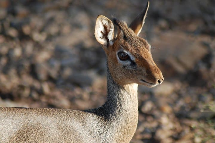 5-Day Tanzania Safari: Mwanza to Arusha via Serengeti and Ngorongoro photo 4