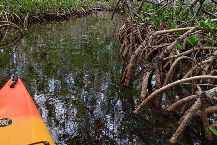 Explore Mangrove Tunnels: Key West 2-Hour Kayak Rental from Hurricane Hole Marina photo 6