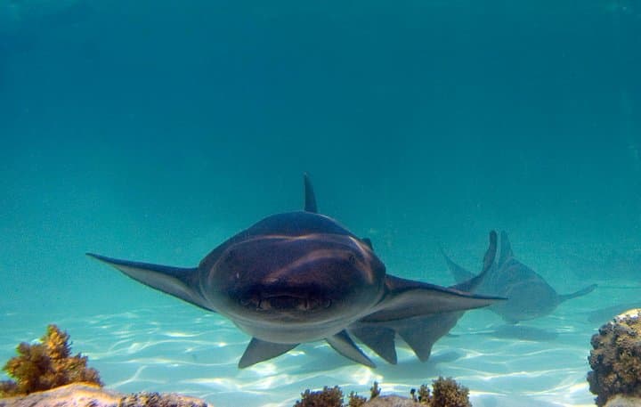 Bayahibe Marinarium Snorkeling Cruise: Rays, Nurse Sharks & Lagoon Bar photo 1