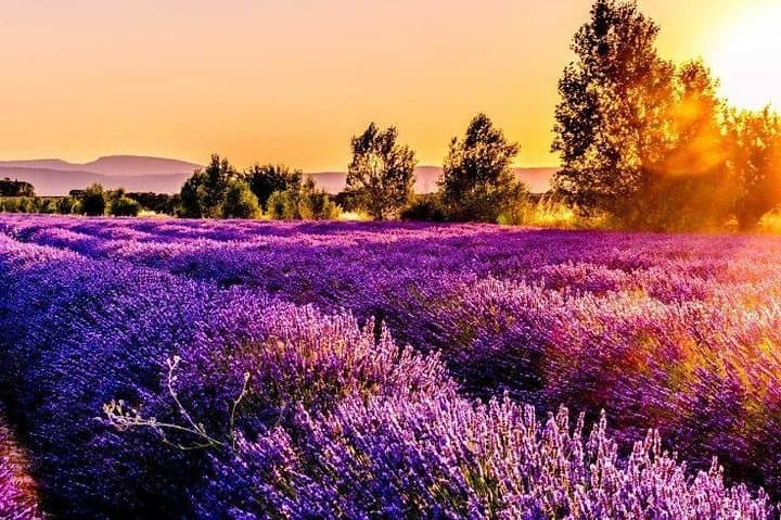 Gorges du Verdon and Lavender Fields Day Tour from Nice photo 2