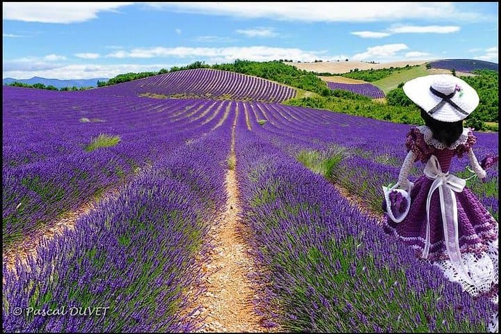 Gorges du Verdon and Lavender Fields Day Tour from Nice