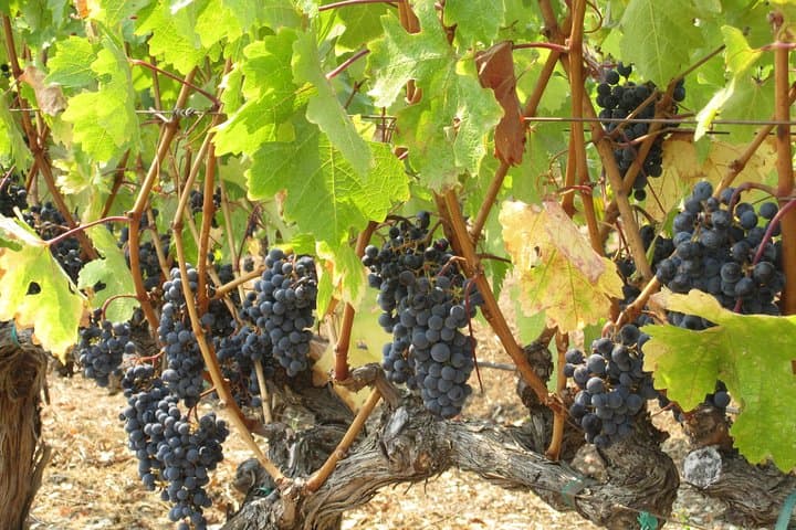 Private Napa Wine Country SUV Tour — 6-Hour Custom Wine-Tasting Experience photo 6