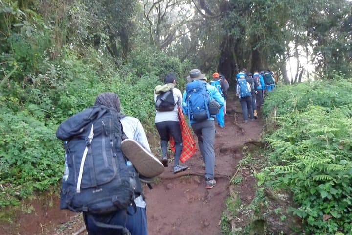One-Day Kilimanjaro Trek to Mandara Hut via Marangu Route