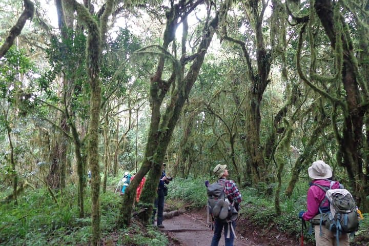 One-Day Kilimanjaro Trek to Mandara Hut via Marangu Route photo 2