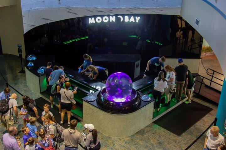 Exploring The Florida Aquarium: Tampa’s Window Into Marine Wildlife Conservation photo 4