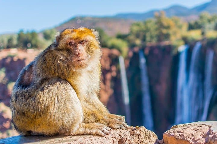 Day Trip to Ouzoud Falls from Marrakech: Waterfalls, Hikes & Monkeys photo 3