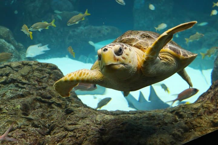 Exploring The Florida Aquarium: Tampa’s Window Into Marine Wildlife Conservation photo 5