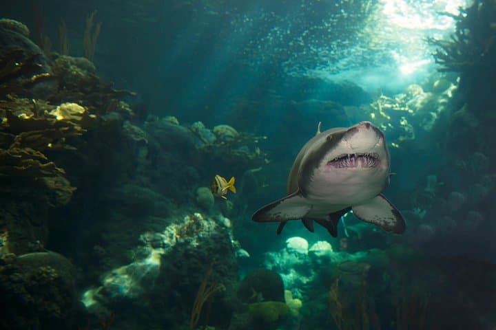 Exploring The Florida Aquarium: Tampa’s Window Into Marine Wildlife Conservation