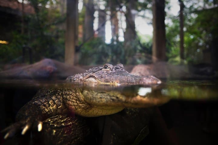 Exploring The Florida Aquarium: Tampa’s Window Into Marine Wildlife Conservation photo 6