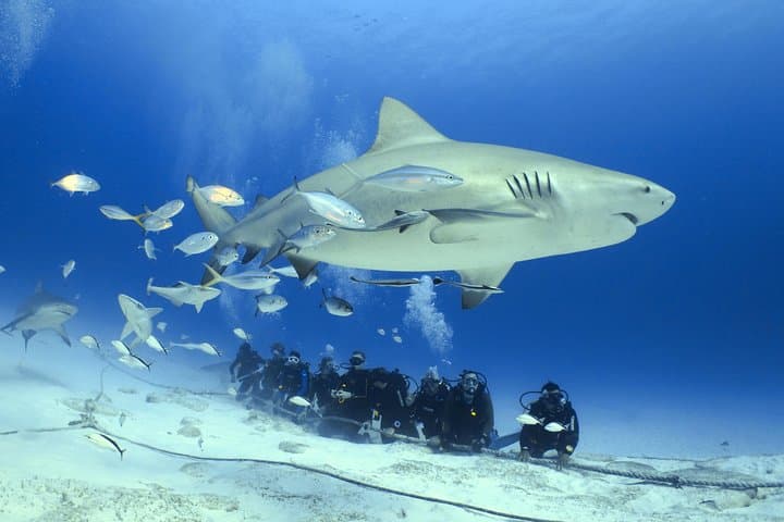 Bull Shark Dive in Playa del Carmen: 1-Tank Extreme for Certified Divers