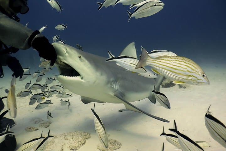 Bull Shark Dive in Playa del Carmen: 1-Tank Extreme for Certified Divers photo 2