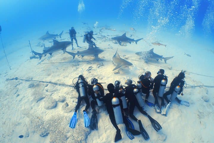 Bull Shark Dive in Playa del Carmen: 1-Tank Extreme for Certified Divers photo 3