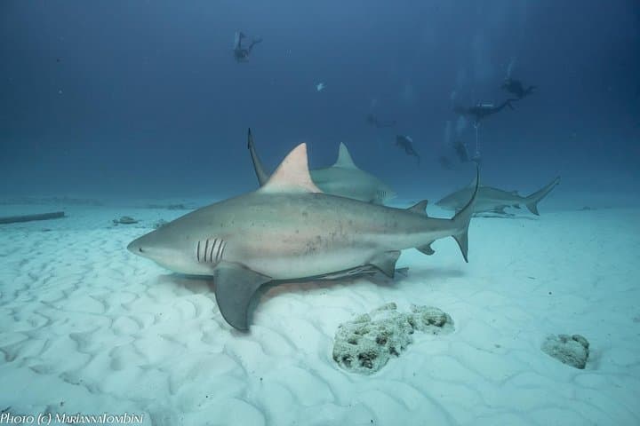 Bull Shark Dive in Playa del Carmen: 1-Tank Extreme for Certified Divers photo 4
