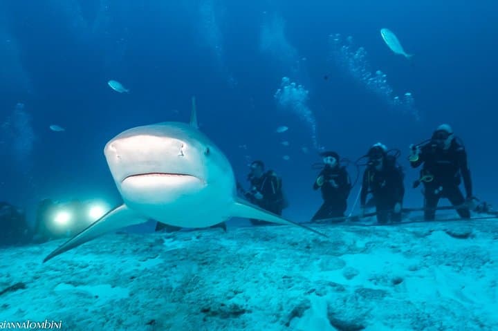 Bull Shark Dive in Playa del Carmen: 1-Tank Extreme for Certified Divers photo 5