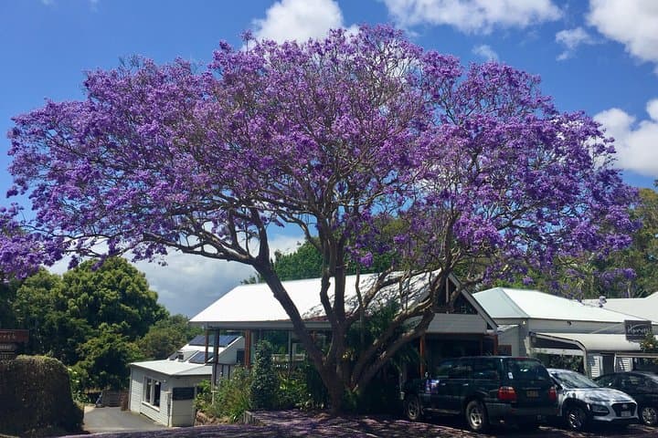 Byron Bay & Beyond: Cape Byron Lighthouse, Crystal Castle and Bangalow Day Tour photo 4