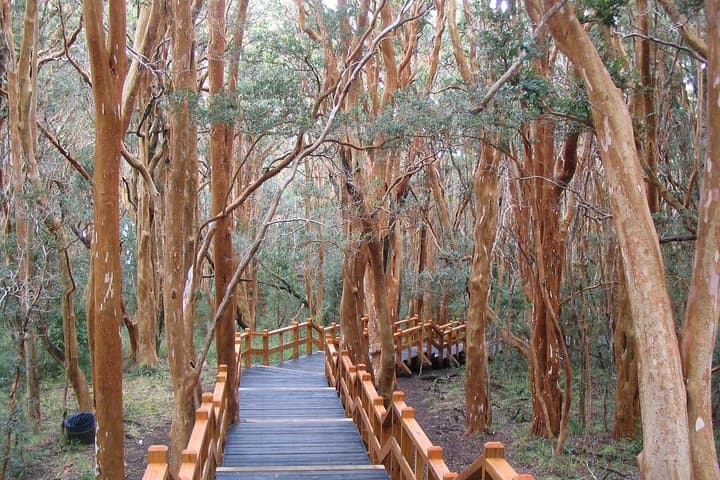 Arrayanes Forest & Victoria Island: Nahuel Huapi Catamaran and Forest Walk photo 4