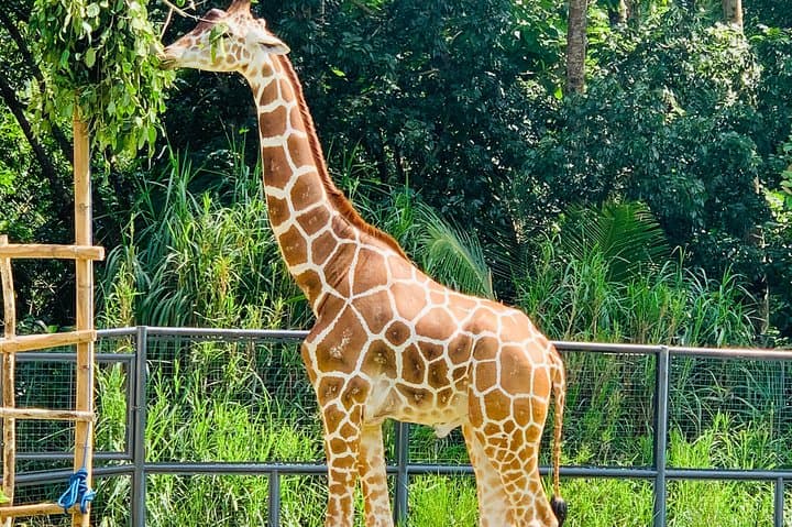 Cebu Safari Journeys: Private Transfer to Cebu Safari & Adventure Park