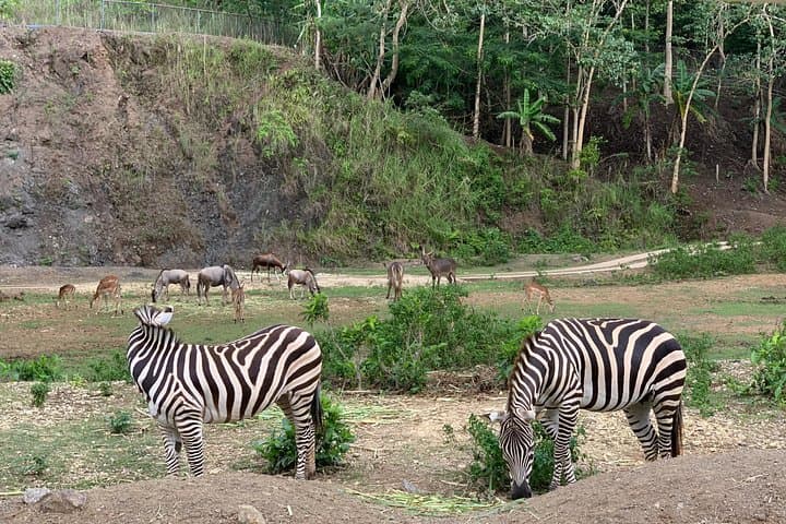 Cebu Safari Journeys: Private Transfer to Cebu Safari & Adventure Park photo 2