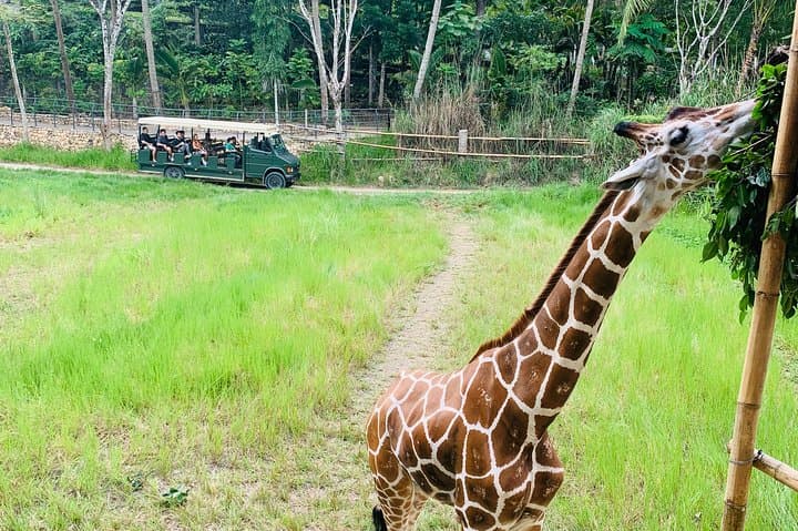 Cebu Safari Journeys: Private Transfer to Cebu Safari & Adventure Park photo 3