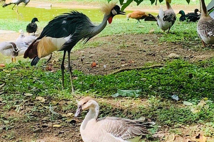 Cebu Safari Journeys: Private Transfer to Cebu Safari & Adventure Park photo 4