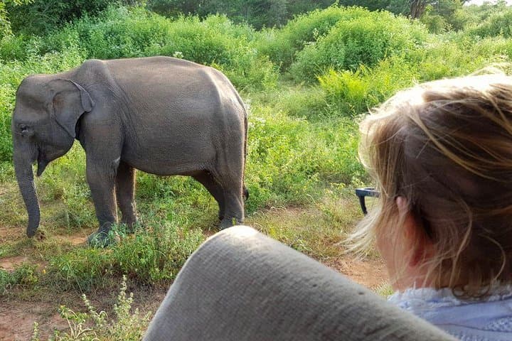 Yala Half-Day Safari: See Leopards and Elephants in Yala National Park photo 2