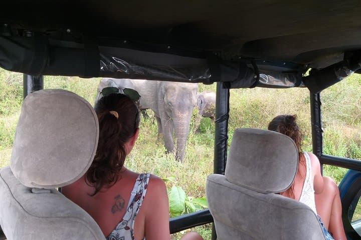 Yala Half-Day Safari: See Leopards and Elephants in Yala National Park photo 3