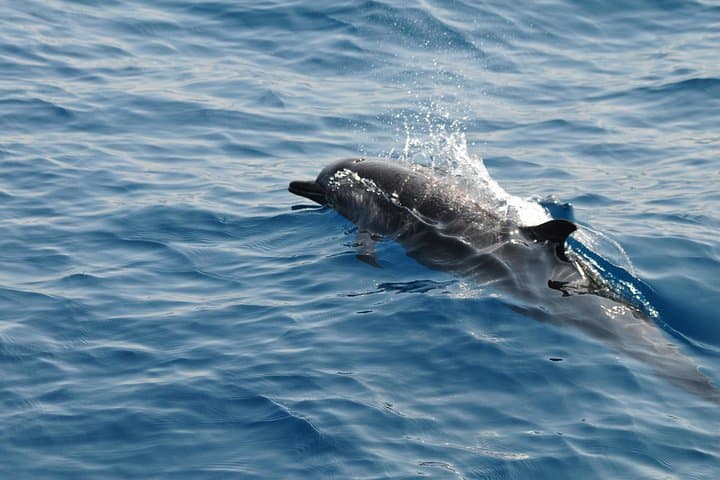Sunrise Dolphin Watching & Bar Reef Snorkelling in Kalpitiya, Sri Lanka photo 1