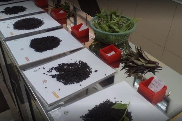 Tea Factory Tour in Pitigala: Tea Estate Visit & Tasting near Galle photo 2