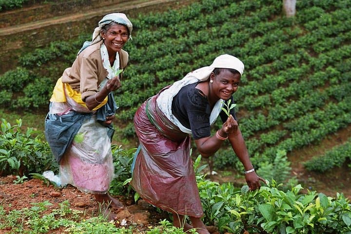 Tea Factory Tour in Pitigala: Tea Estate Visit & Tasting near Galle photo 3