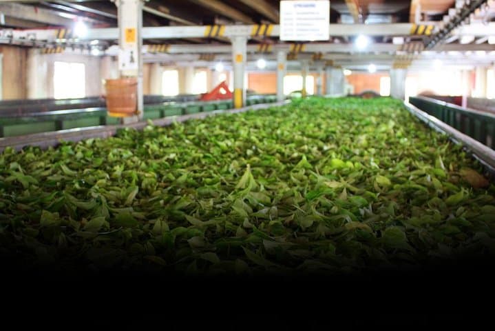 Tea Factory Tour in Pitigala: Tea Estate Visit & Tasting near Galle photo 4