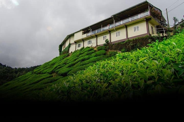 Tea Factory Tour in Pitigala: Tea Estate Visit & Tasting near Galle photo 1