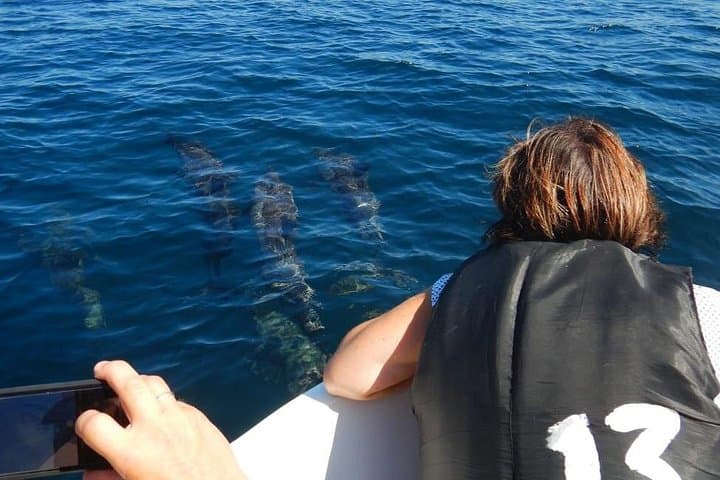 Sunrise Dolphin Watching & Bar Reef Snorkelling in Kalpitiya, Sri Lanka photo 3