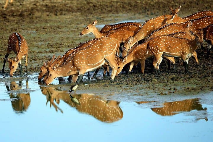 Two-Day Private Leopard Safari in Yala National Park from Colombo photo 3