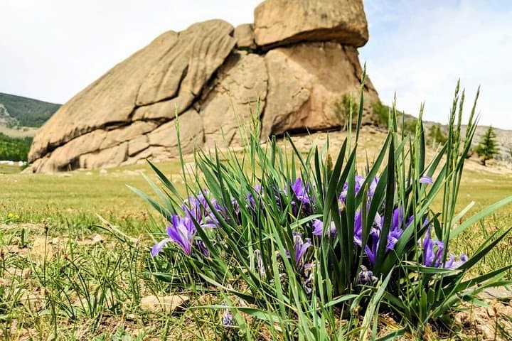 Customized Mongolia Private Tour – Terelj, Hustai, Gobi & Khuvsgul Options photo 3