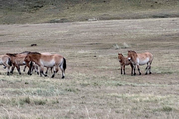 Customized Mongolia Private Tour – Terelj, Hustai, Gobi & Khuvsgul Options photo 4