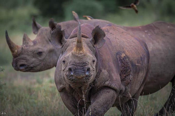 Full-day iSimangaliso Wetland Park Safari & Cape Vidal Snorkel photo 3