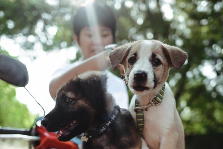 Volunteer with Rescue P.A.W.S.: Hua Hin Dog Day Visit & Beach Walk photo 2