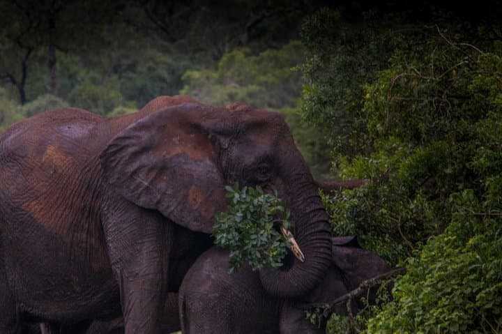 iSimangaliso Night Drive Safari: After-Dark Wildlife of St Lucia photo 3