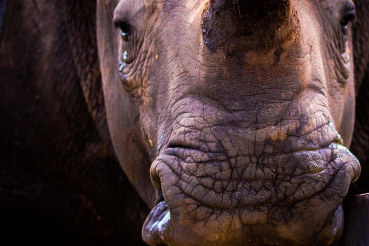 iSimangaliso Night Drive Safari: After-Dark Wildlife of St Lucia photo 4